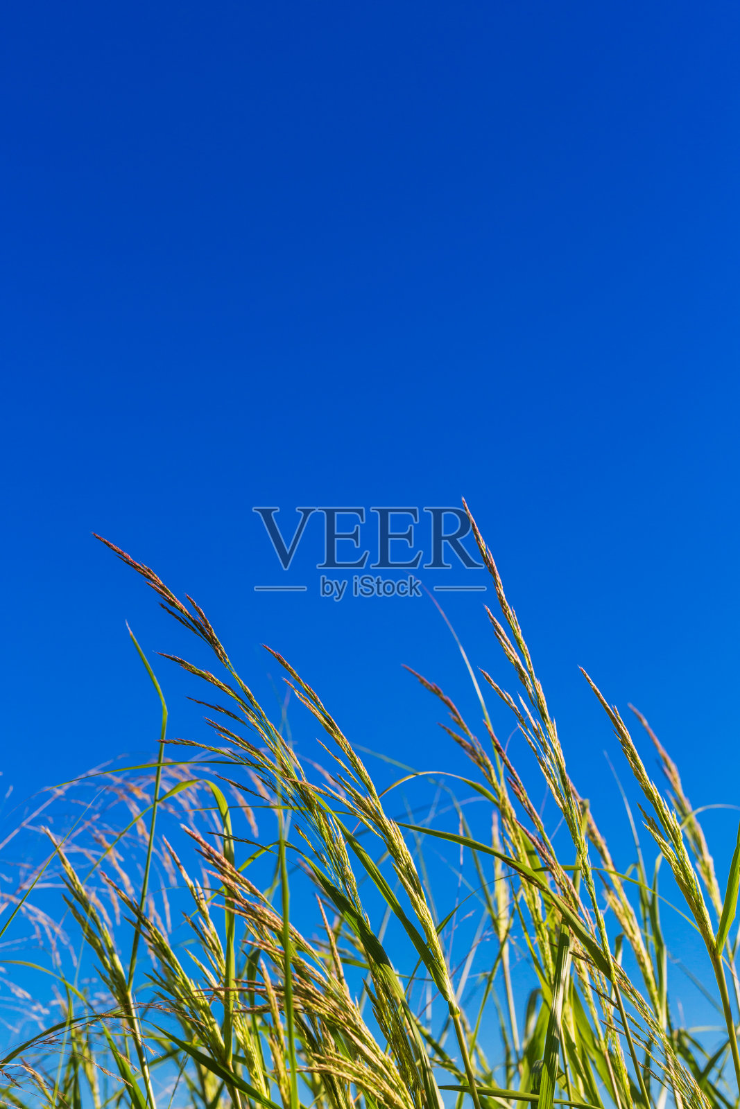 绿草茎照片摄影图片