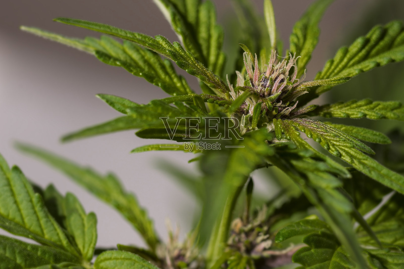 大麻开花照片摄影图片