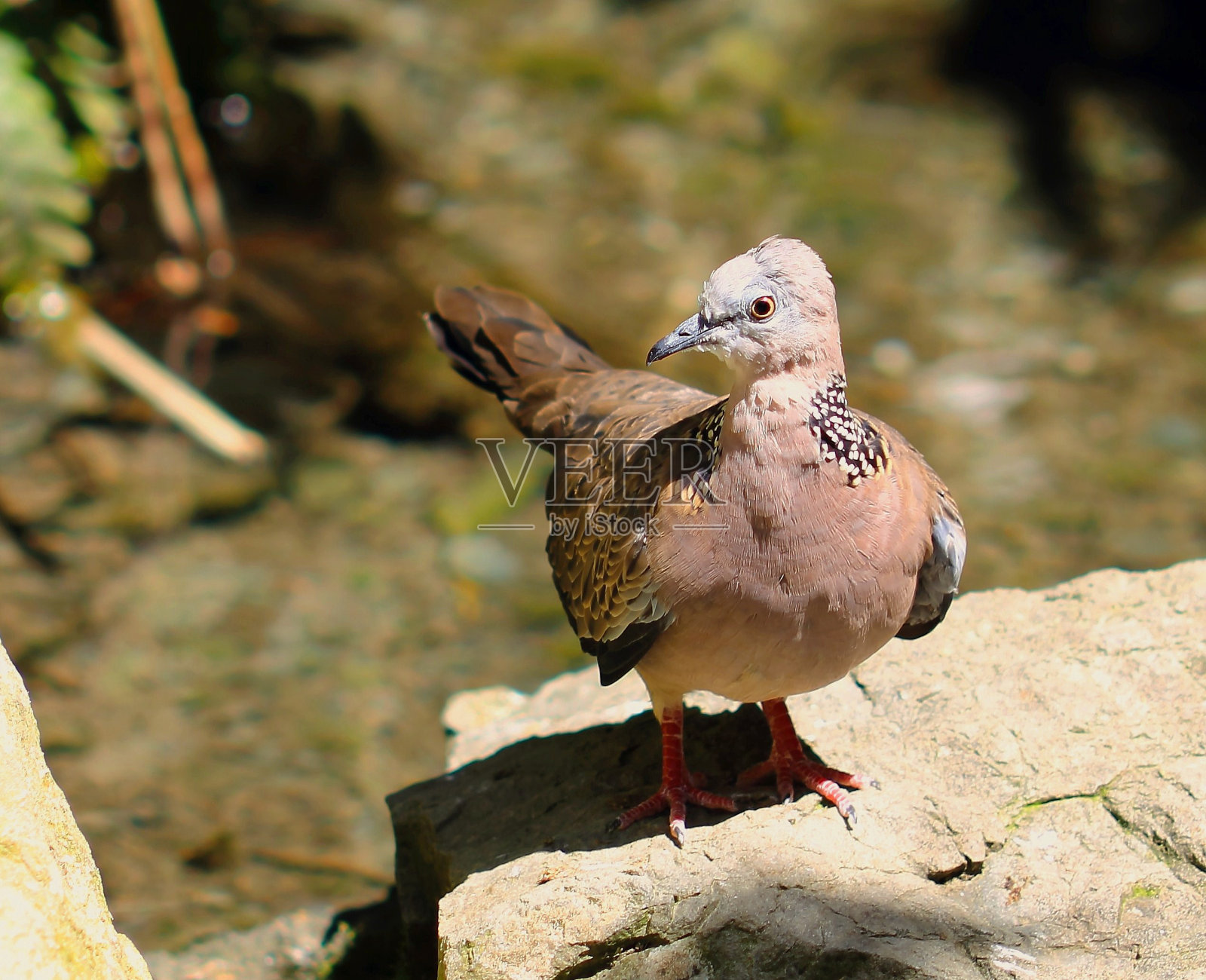 Laceneck那里照片摄影图片
