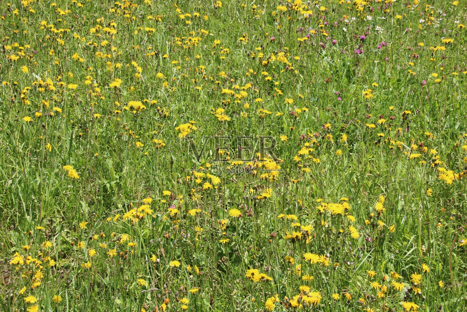 高山草地上的野花照片摄影图片