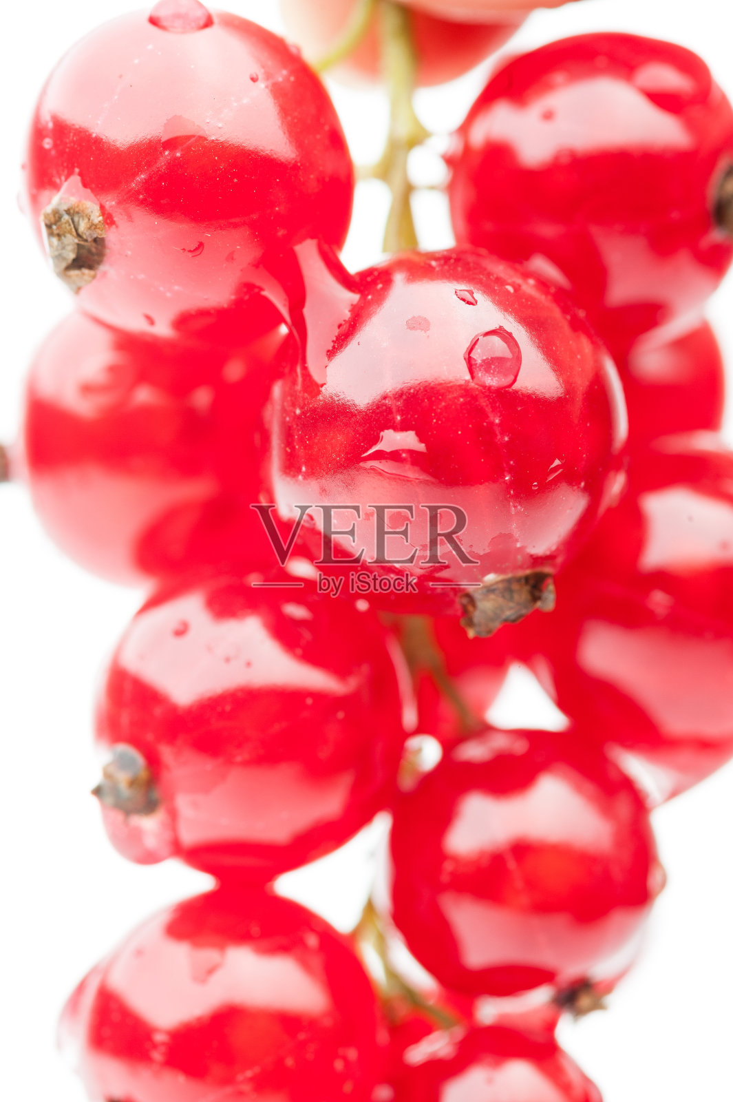 挂红醋栗照片摄影图片