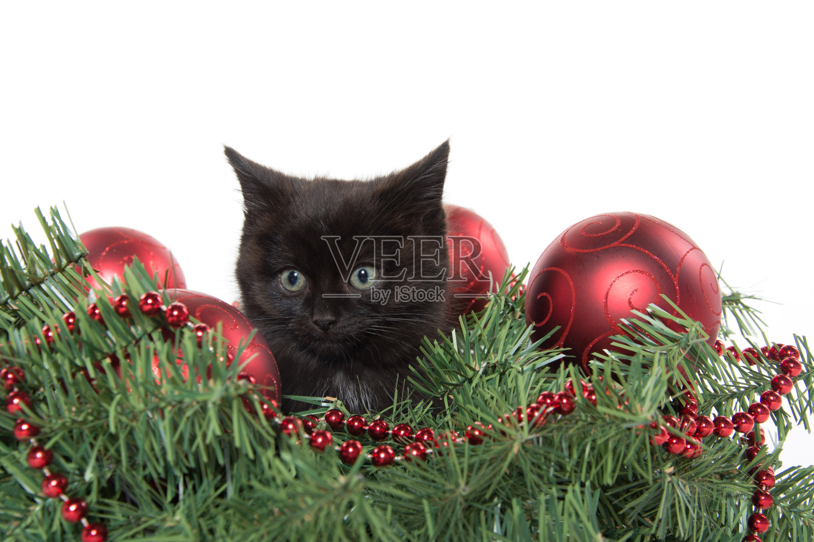 可爱的小黑猫在圣诞装饰照片摄影图片