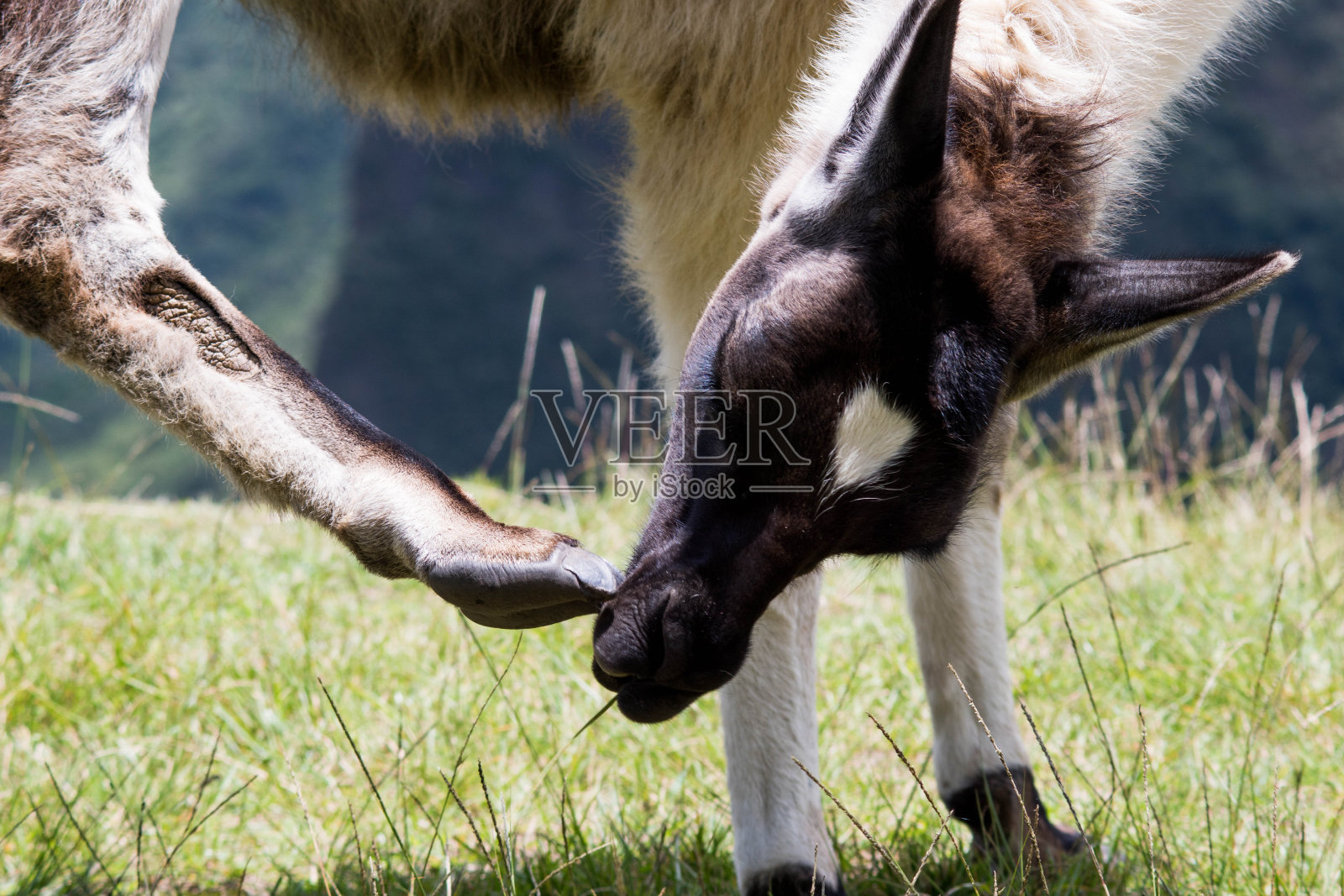 马丘比丘-羊驼照片摄影图片