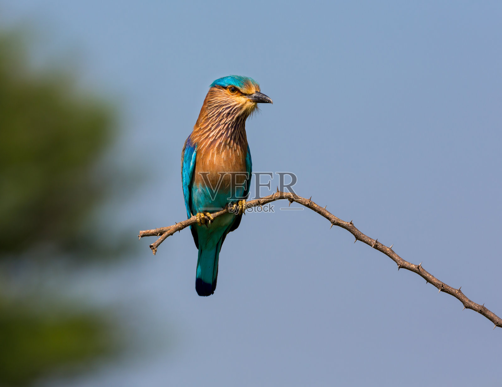 印度辊。照片摄影图片