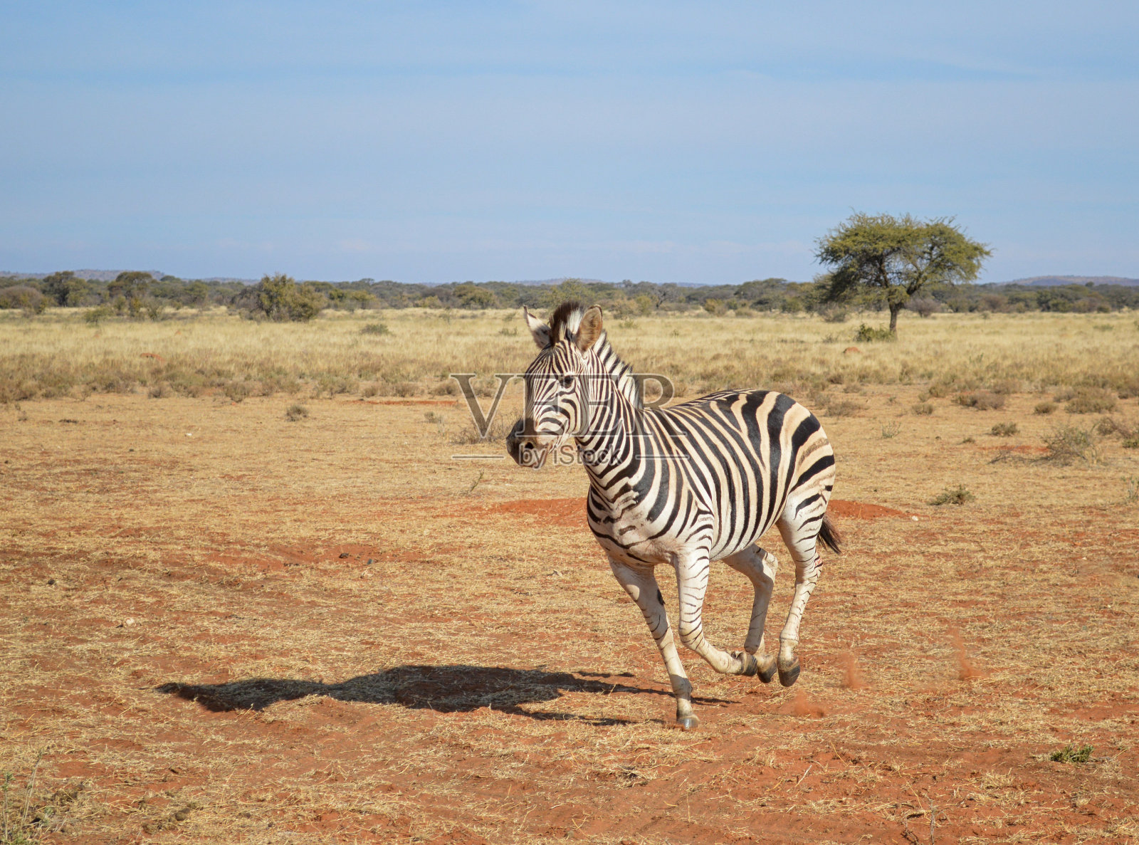Burchell斑马运行照片摄影图片