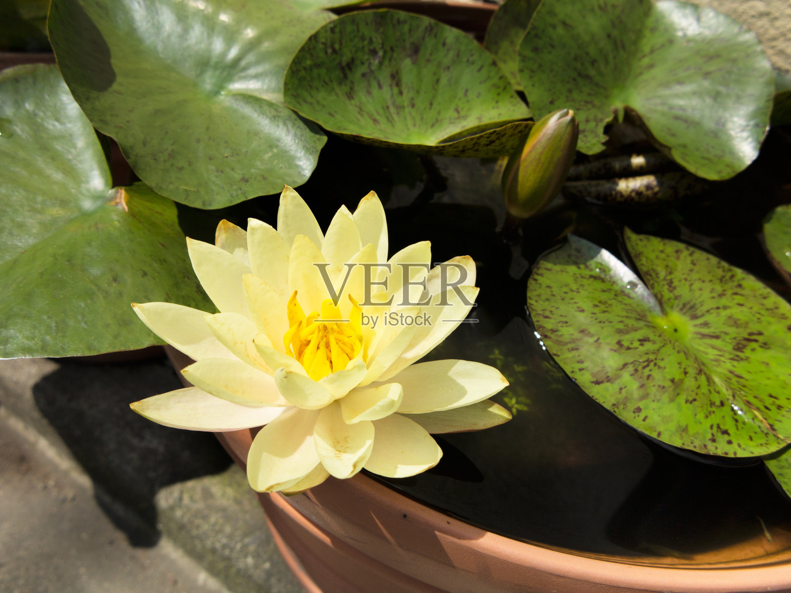 睡莲照片摄影图片