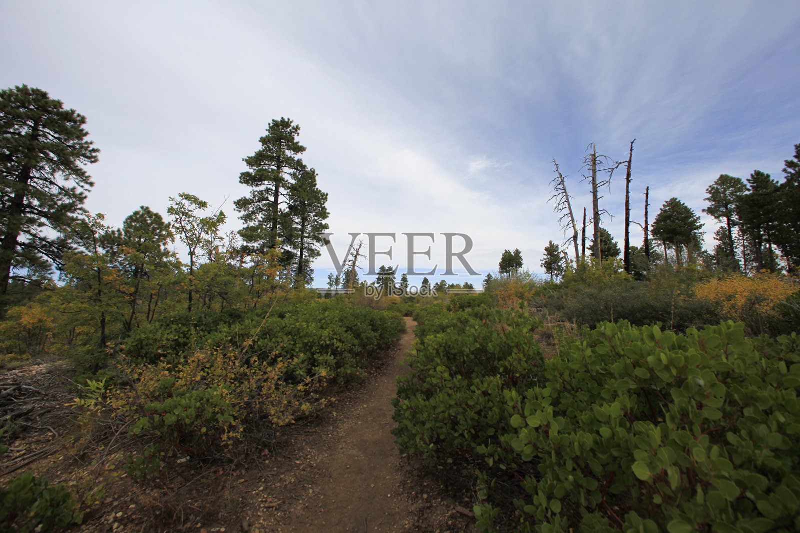 锡安荒野熔岩点的小径照片摄影图片