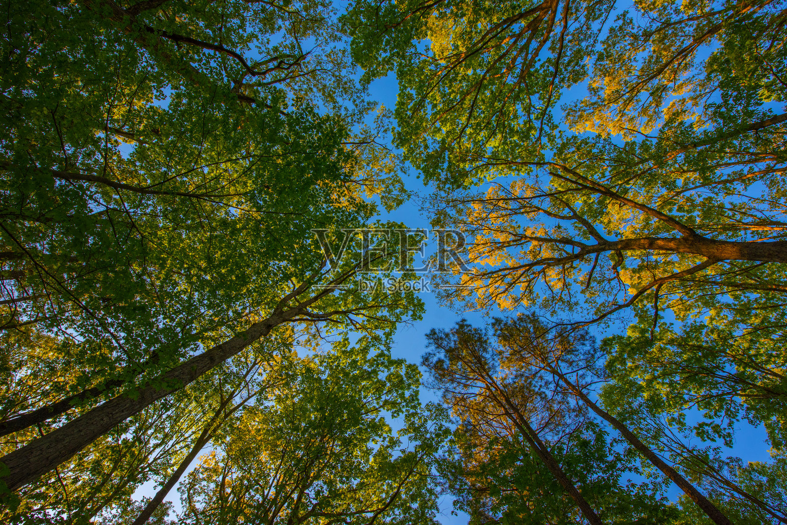 树照片摄影图片