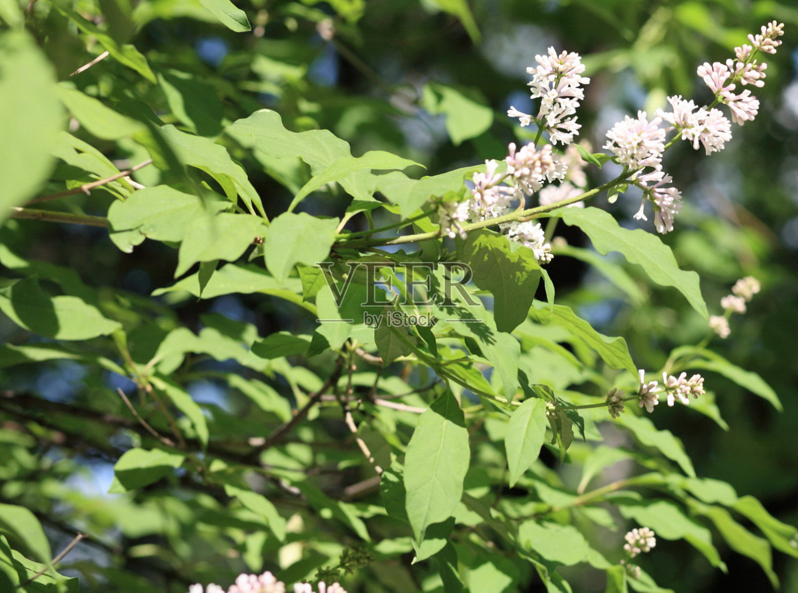 淡紫色在春天照片摄影图片