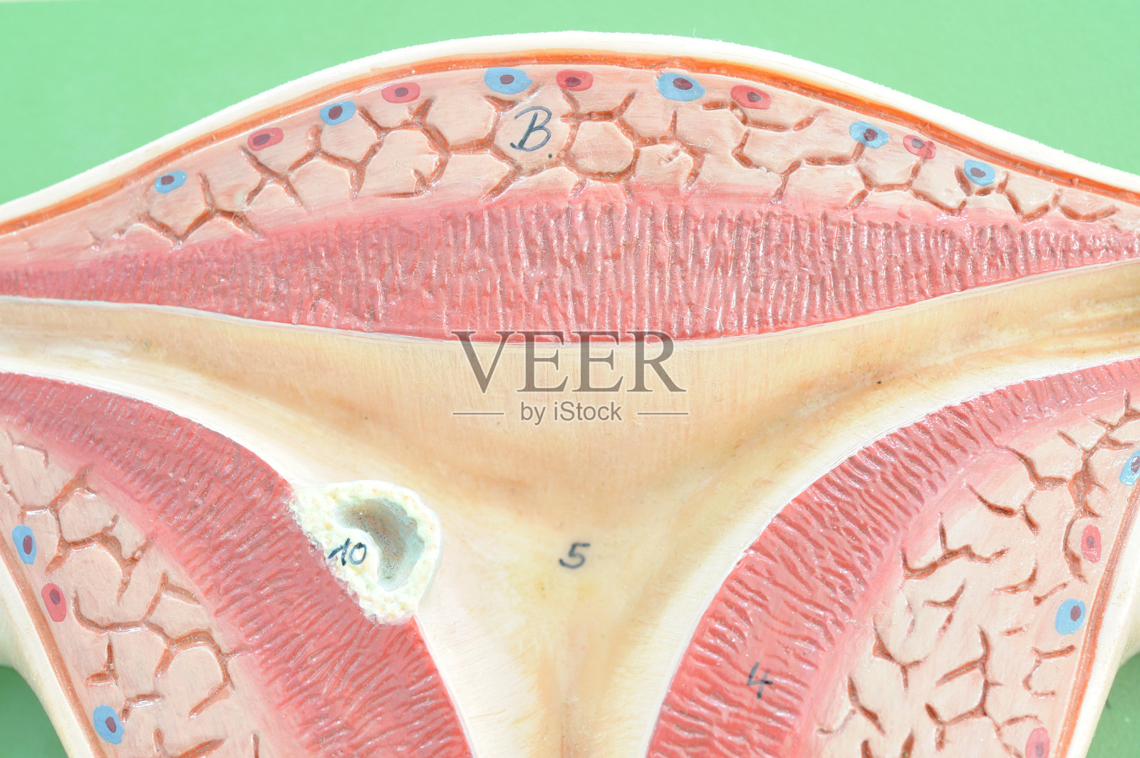 近距离观察女性生殖系统照片摄影图片