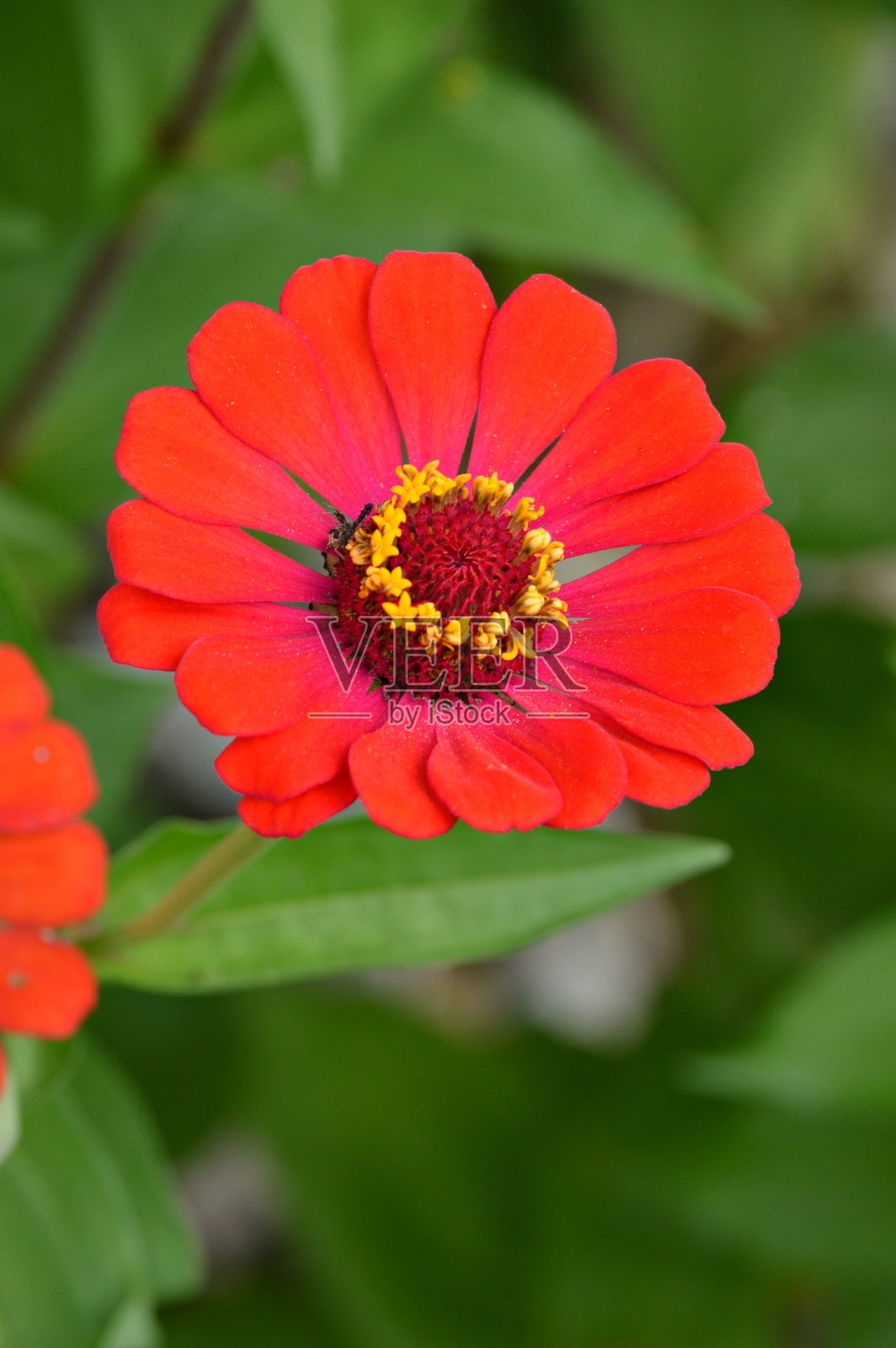 红粉色的花照片摄影图片
