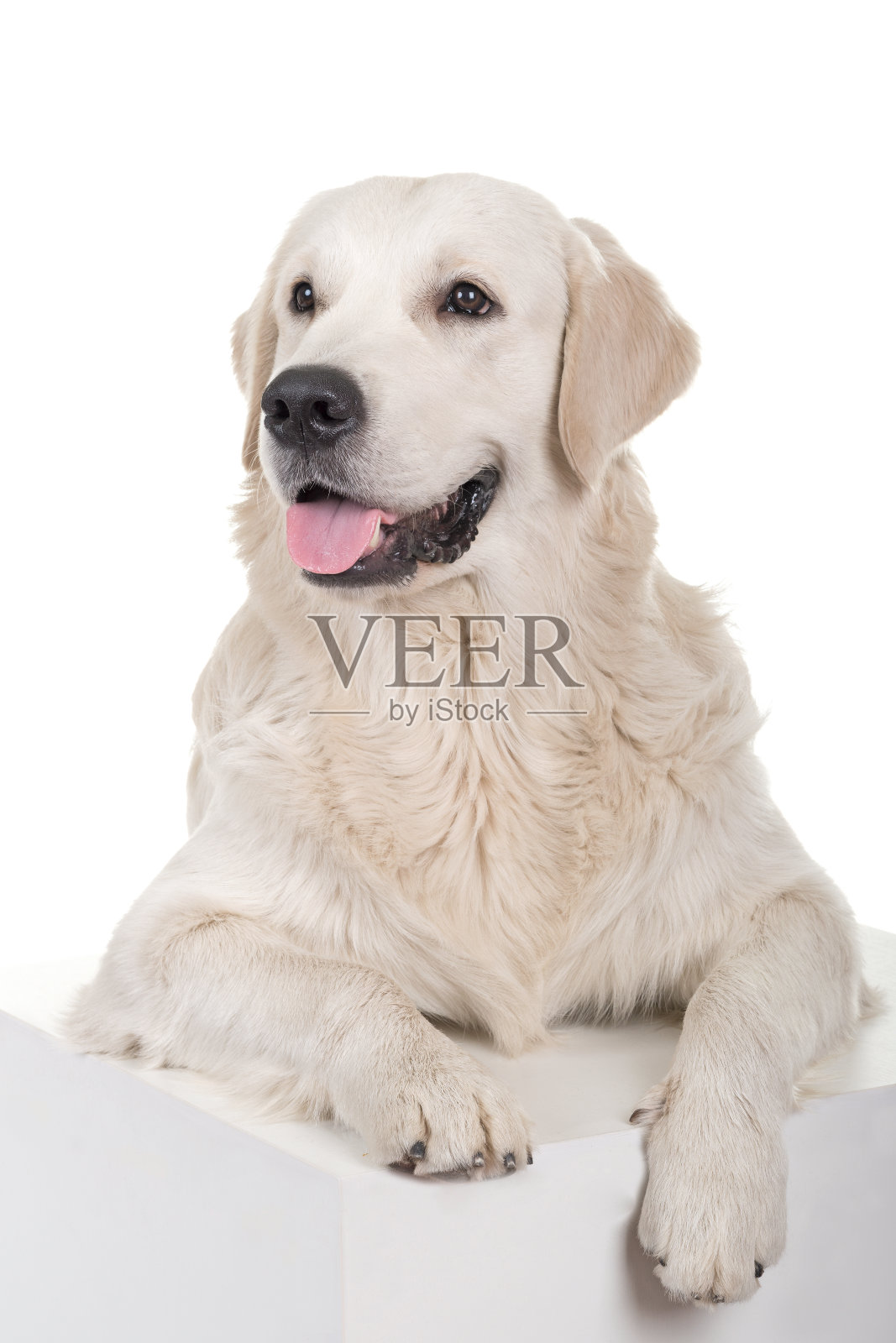 狗照片摄影图片