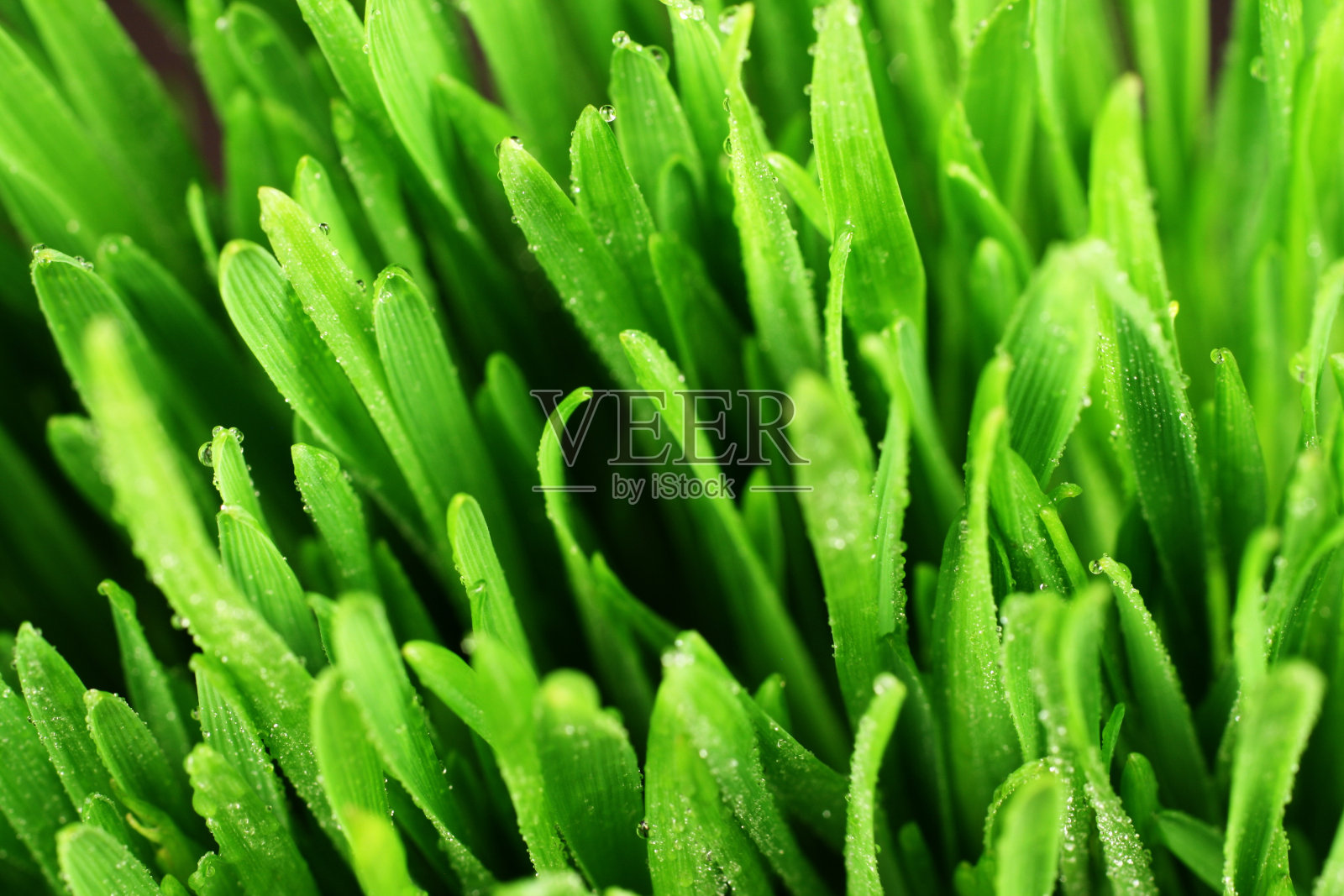 草叶极端宏观照片摄影图片