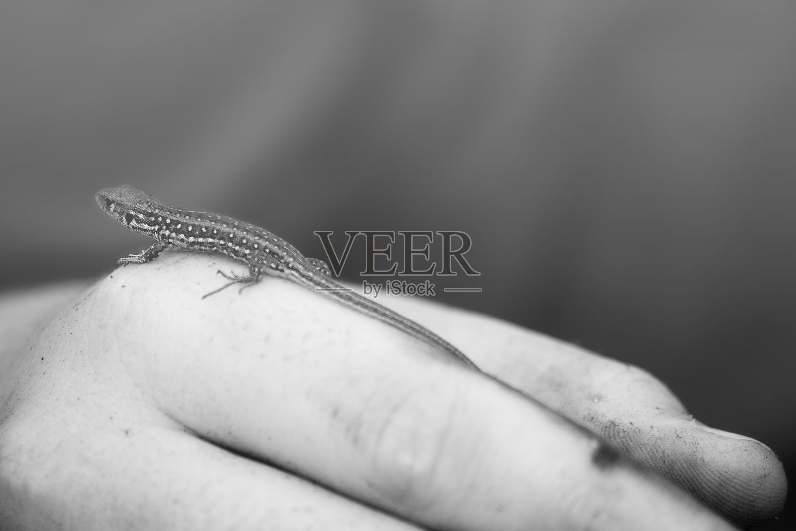 小蜥蜴在手，黑白相间照片摄影图片