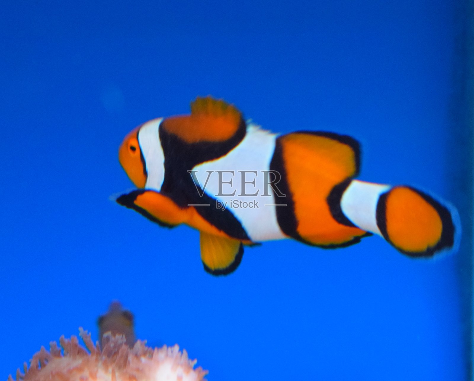 鱼缸里的小丑鱼照片摄影图片