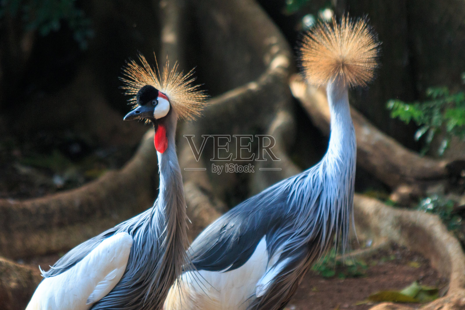 灰色冠鹤/灰色冠鹤照片摄影图片