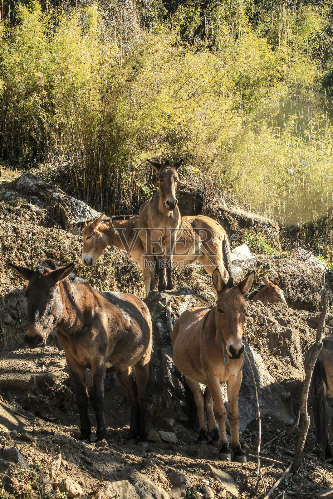 用来运输货物的骡子照片摄影图片