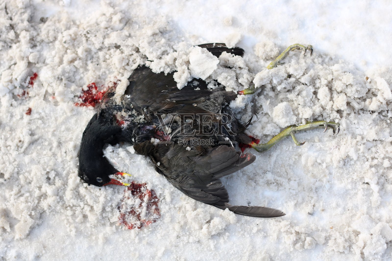 雪地里的死鸟照片摄影图片