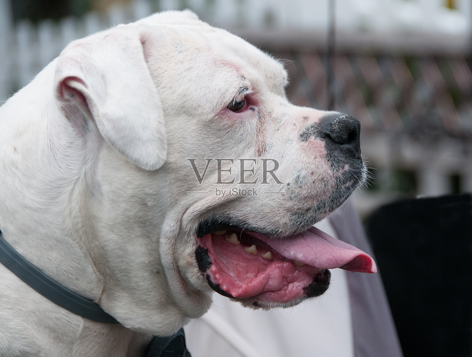 气喘吁吁的狗照片摄影图片