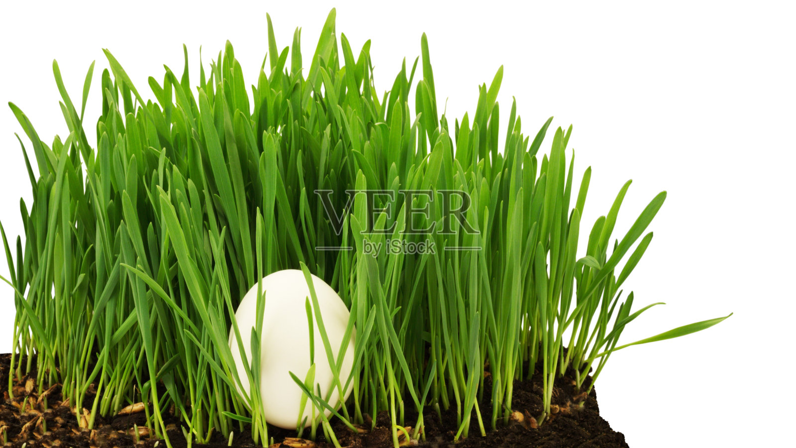 鸡蛋在草照片摄影图片