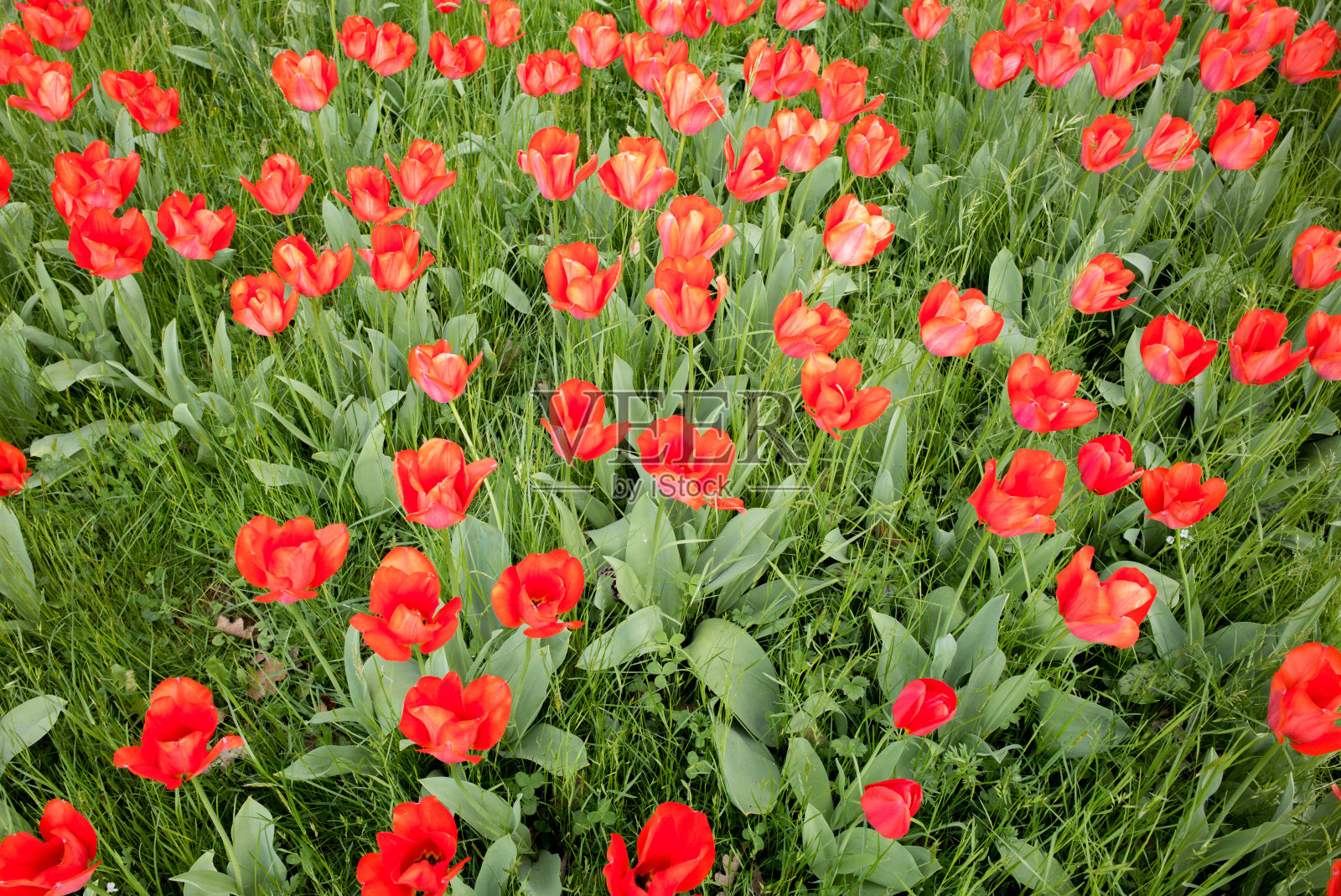 花园里的红色郁金香照片摄影图片