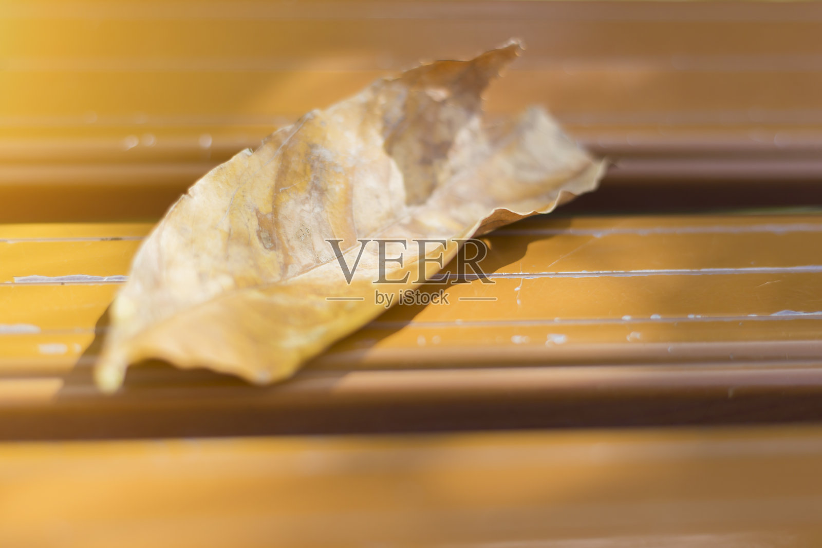 干叶照片摄影图片