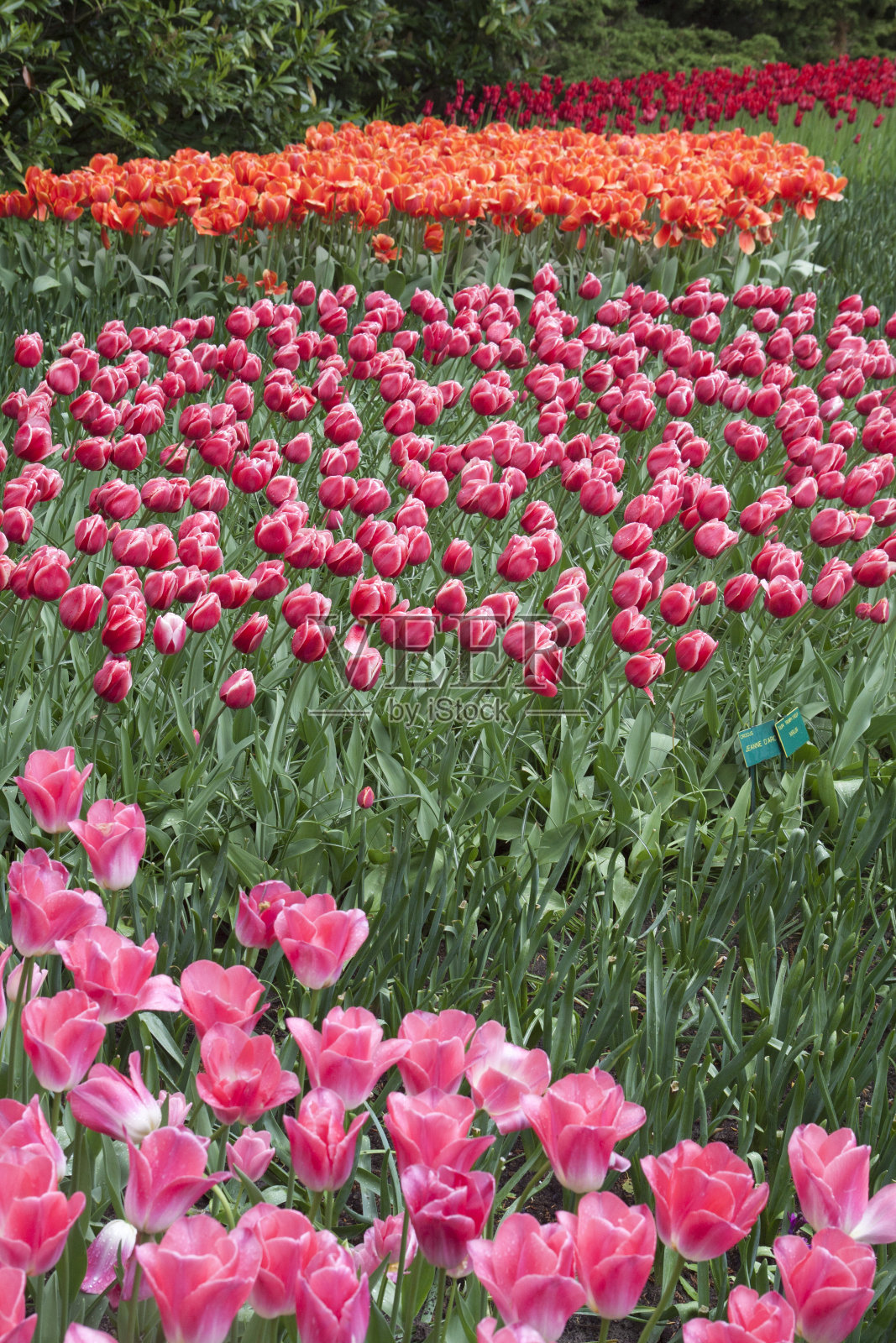 色彩斑斓的荷兰郁金香照片摄影图片