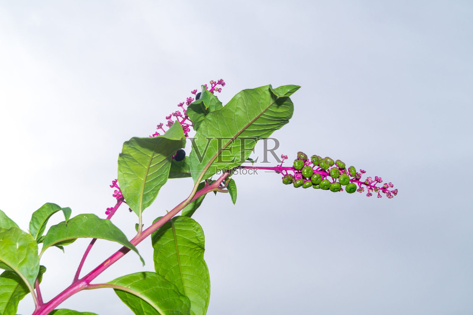 秋天有黑色浆果的美洲商陆，美洲植物照片摄影图片