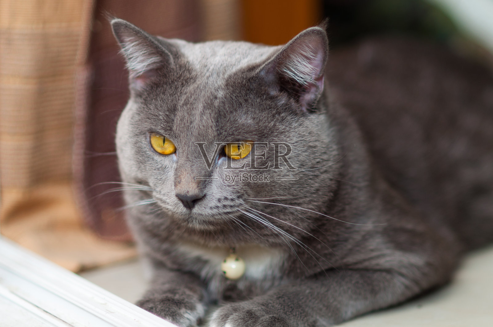 可怕的灰色的猫照片摄影图片