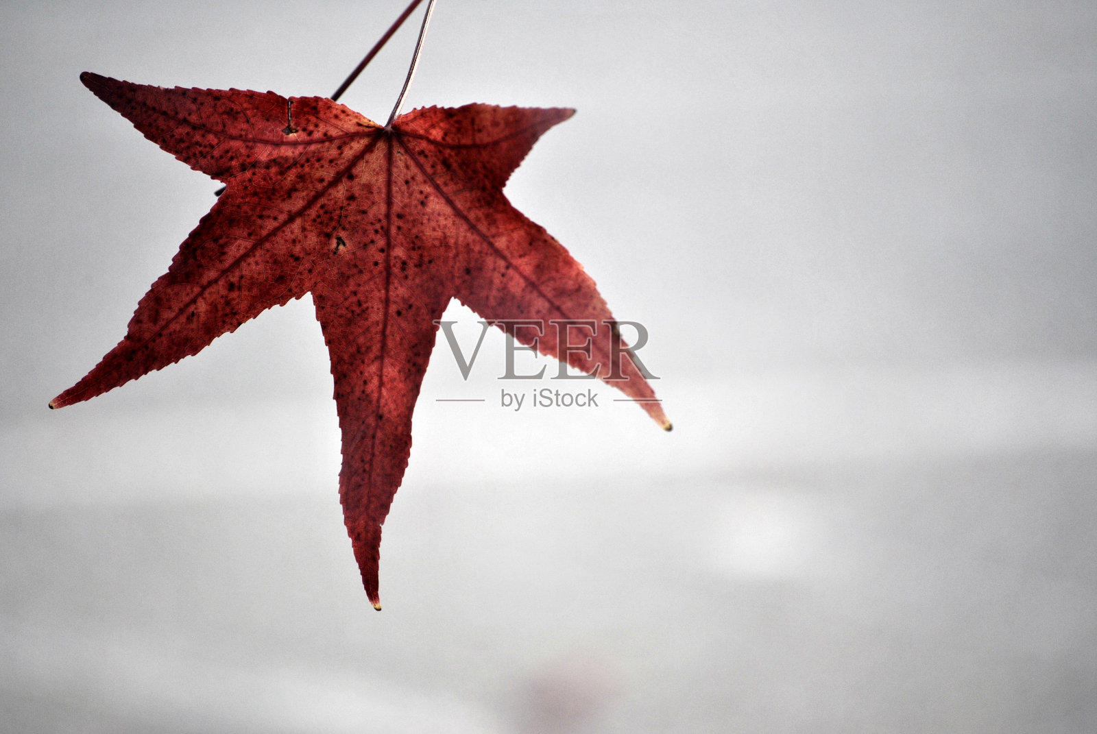 红色的叶子照片摄影图片