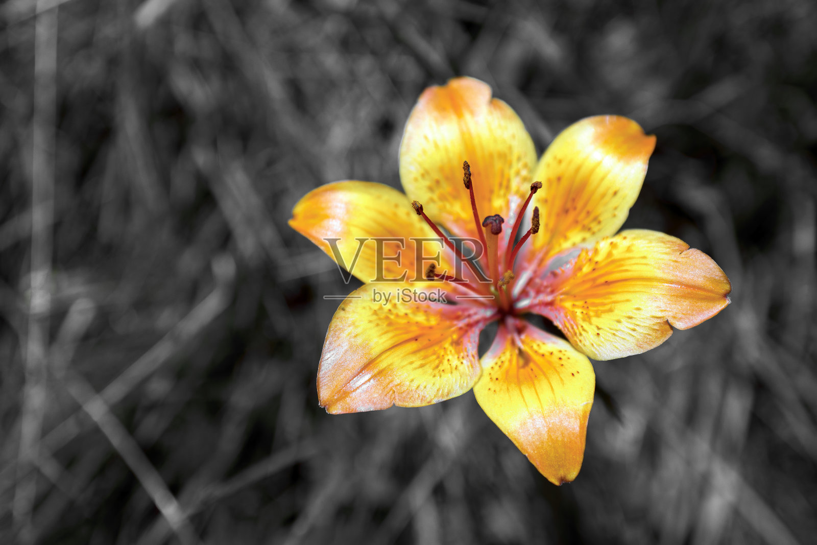 莉莉·布瓦照片摄影图片