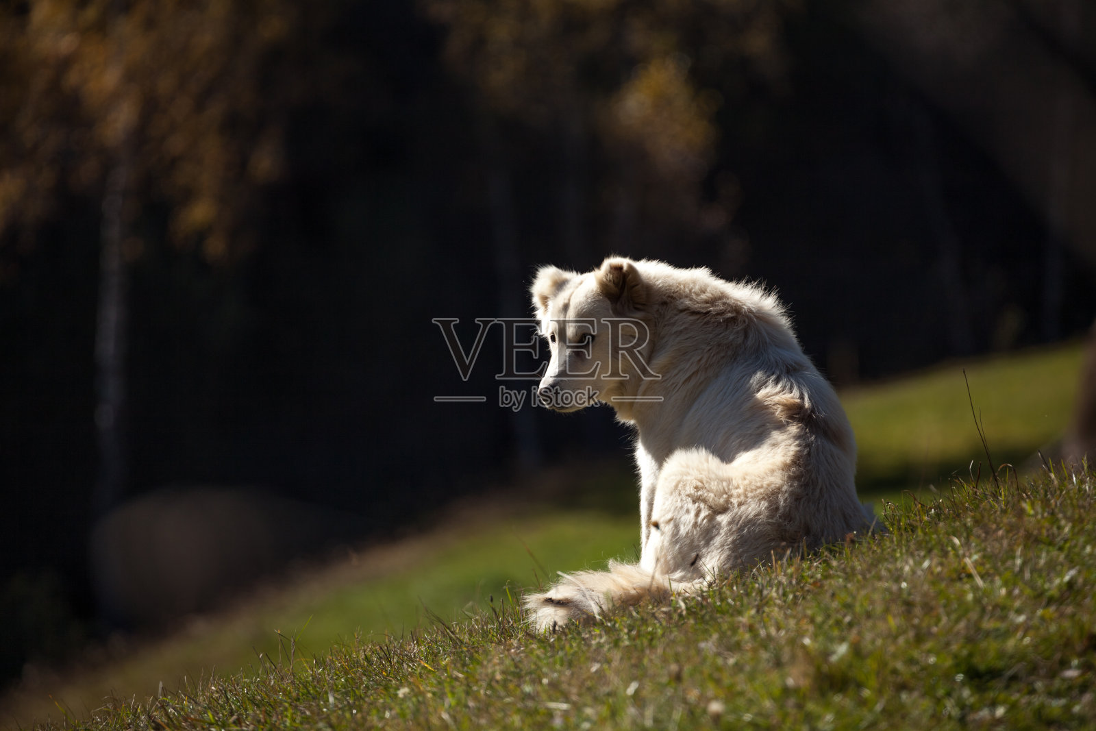 牧羊犬照片摄影图片