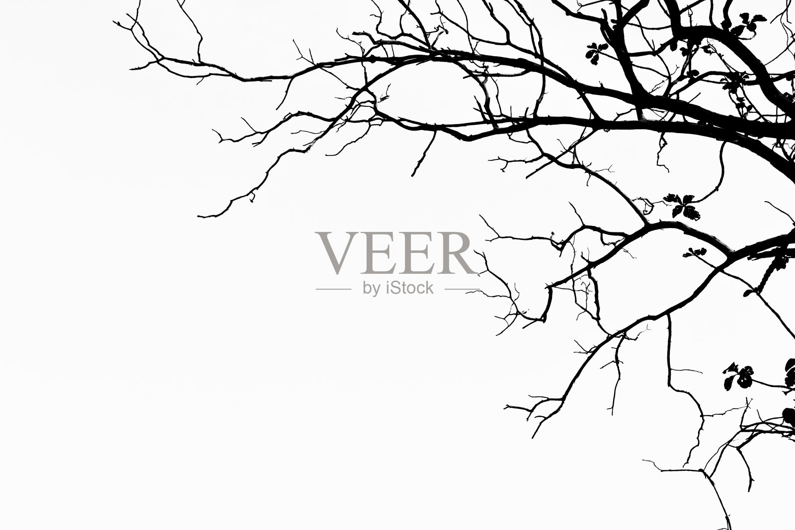 黑树照片摄影图片