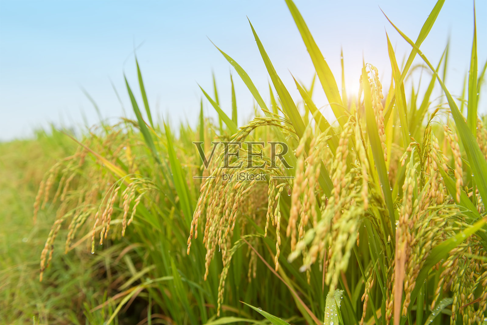 稻田和水珠照片摄影图片