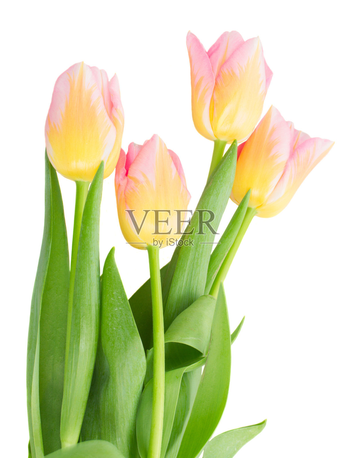 黄色和粉色郁金香的特写照片摄影图片