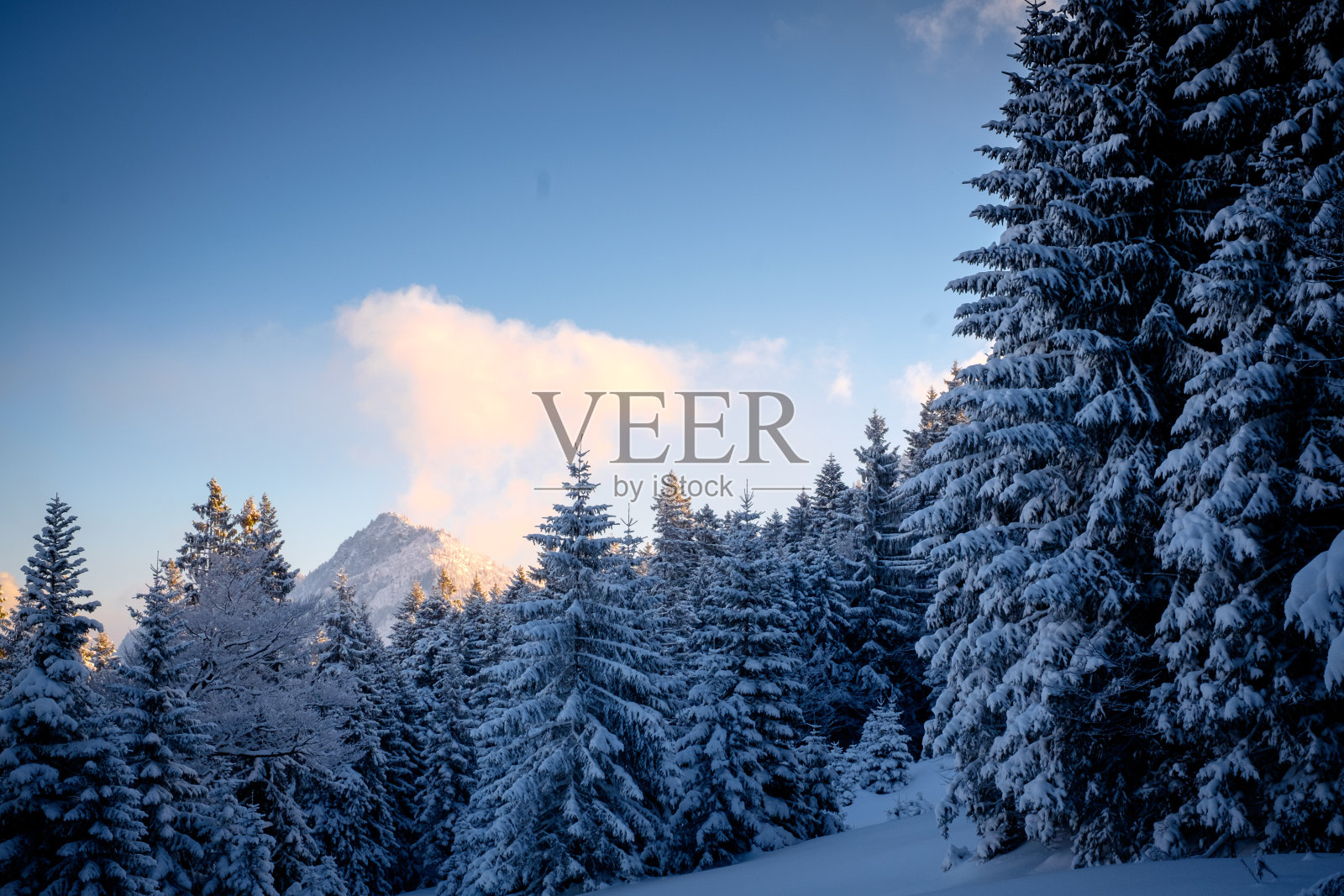 奥地利圣诞树后面的山顶照片摄影图片