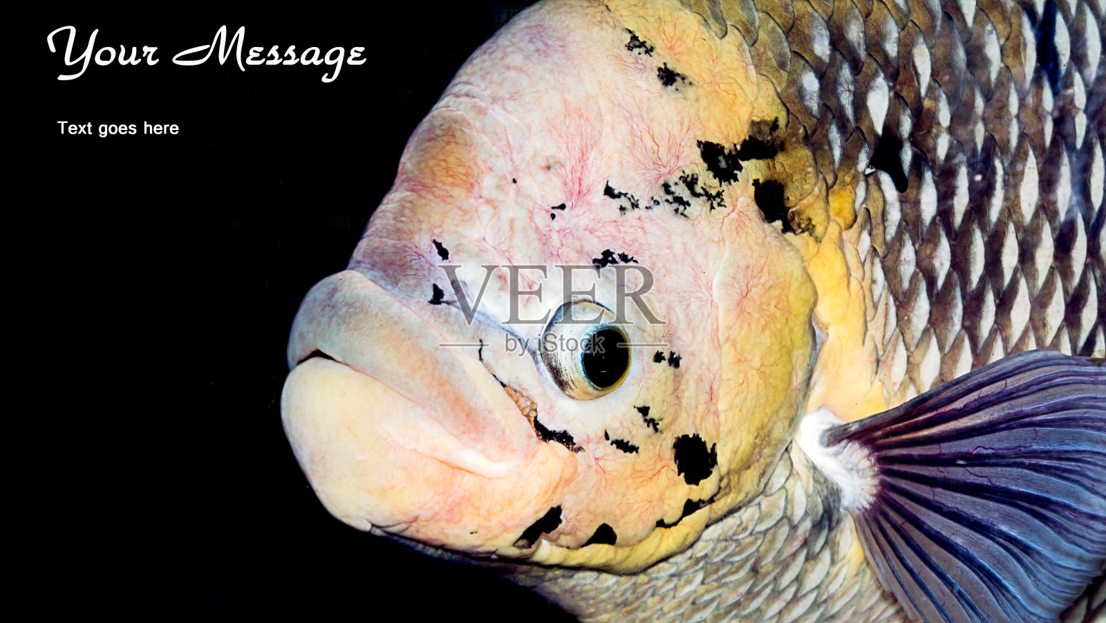 用你的信息钓鱼照片摄影图片