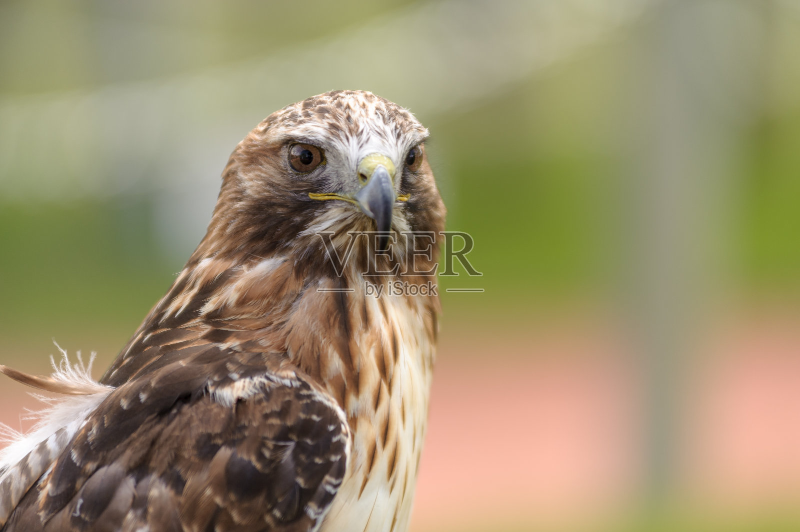 红尾鹰特写镜头照片摄影图片