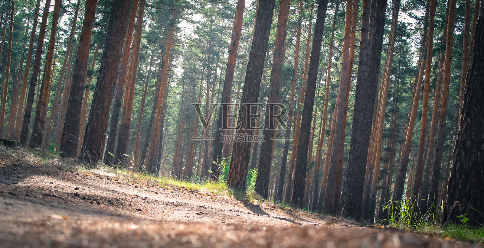 松木照片摄影图片