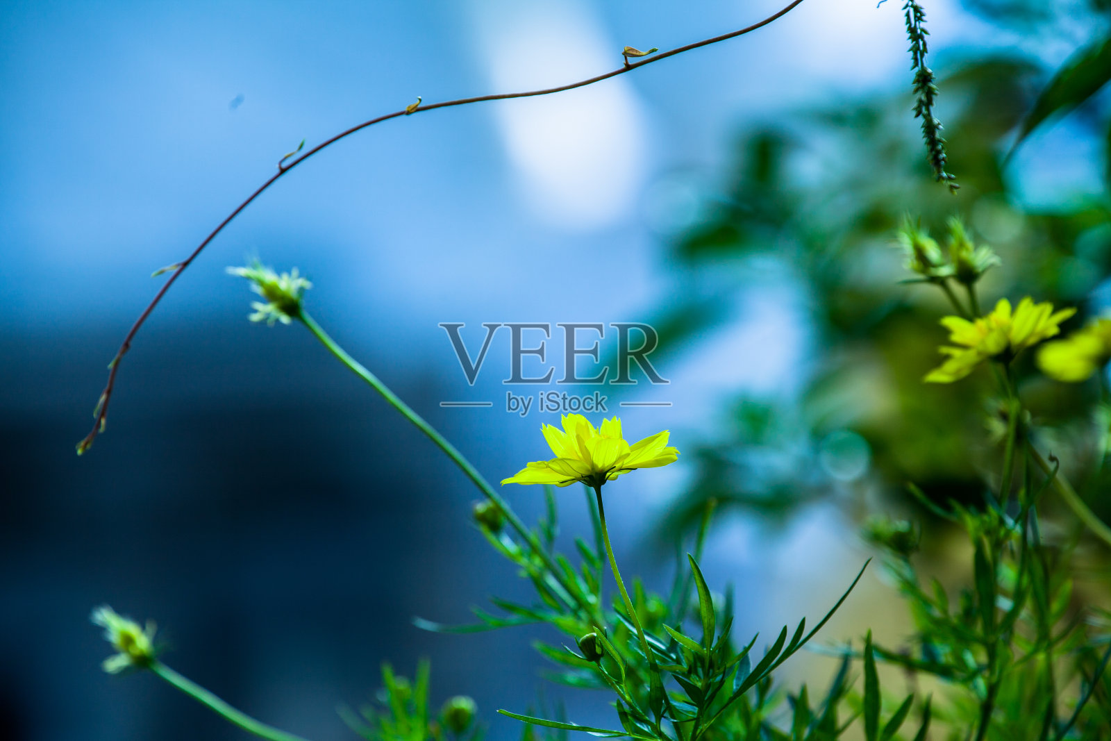 大佛在雨季照片摄影图片