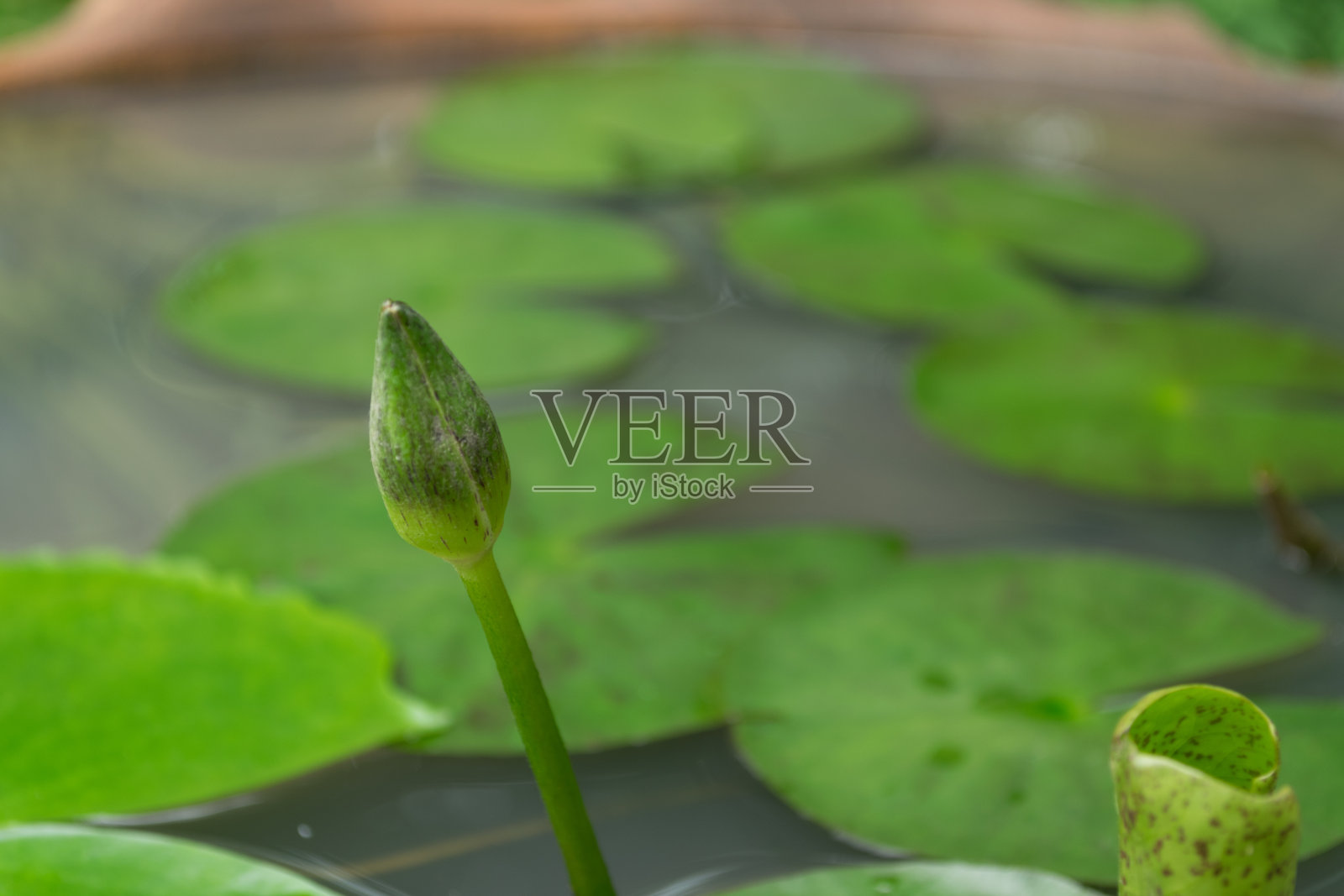 白莲照片摄影图片