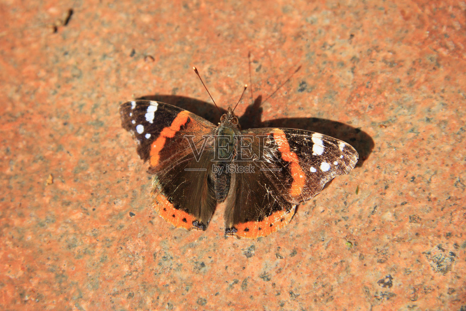 一个海军上将蝴蝶照片摄影图片