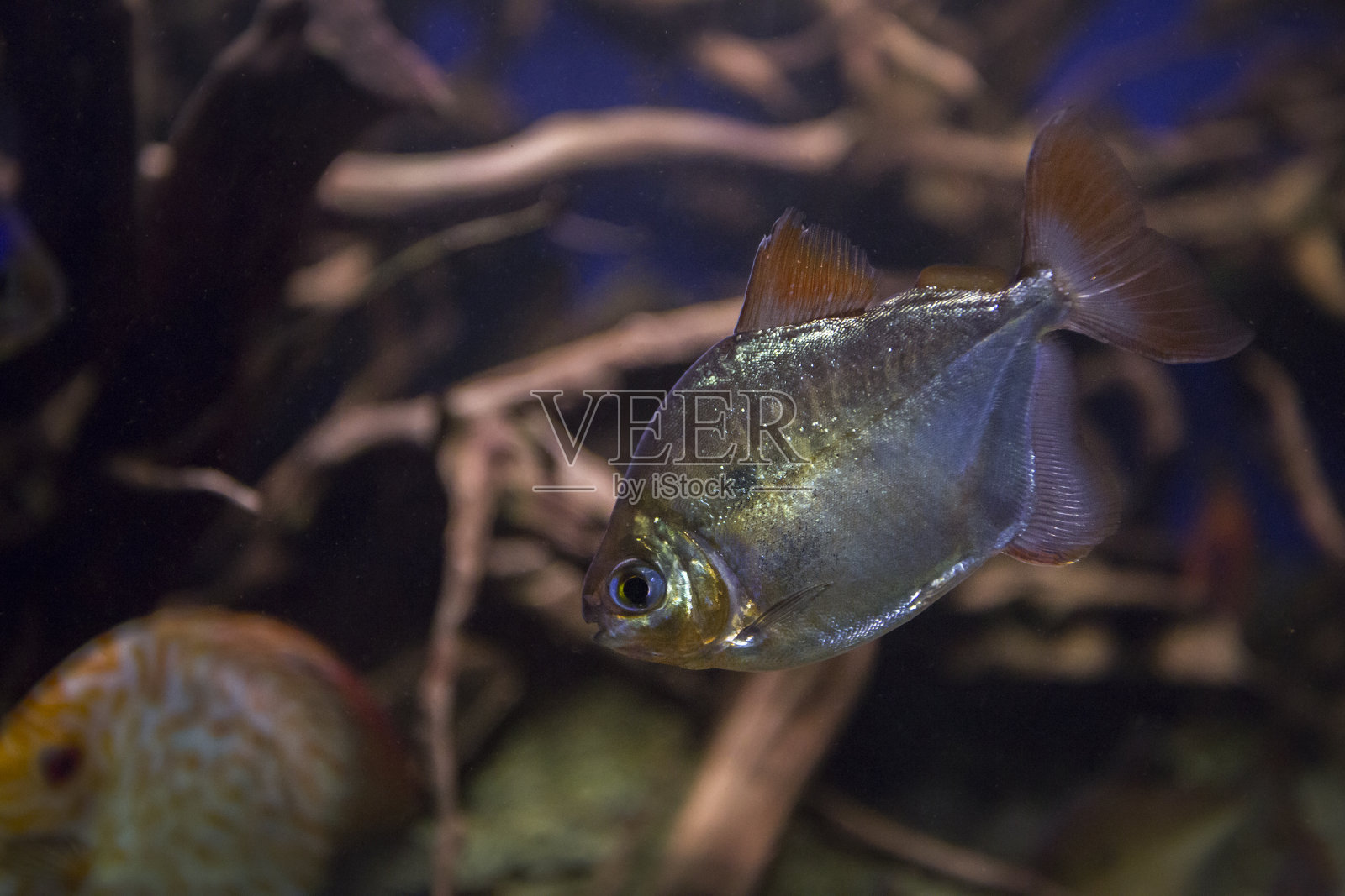 银币的鱼照片摄影图片