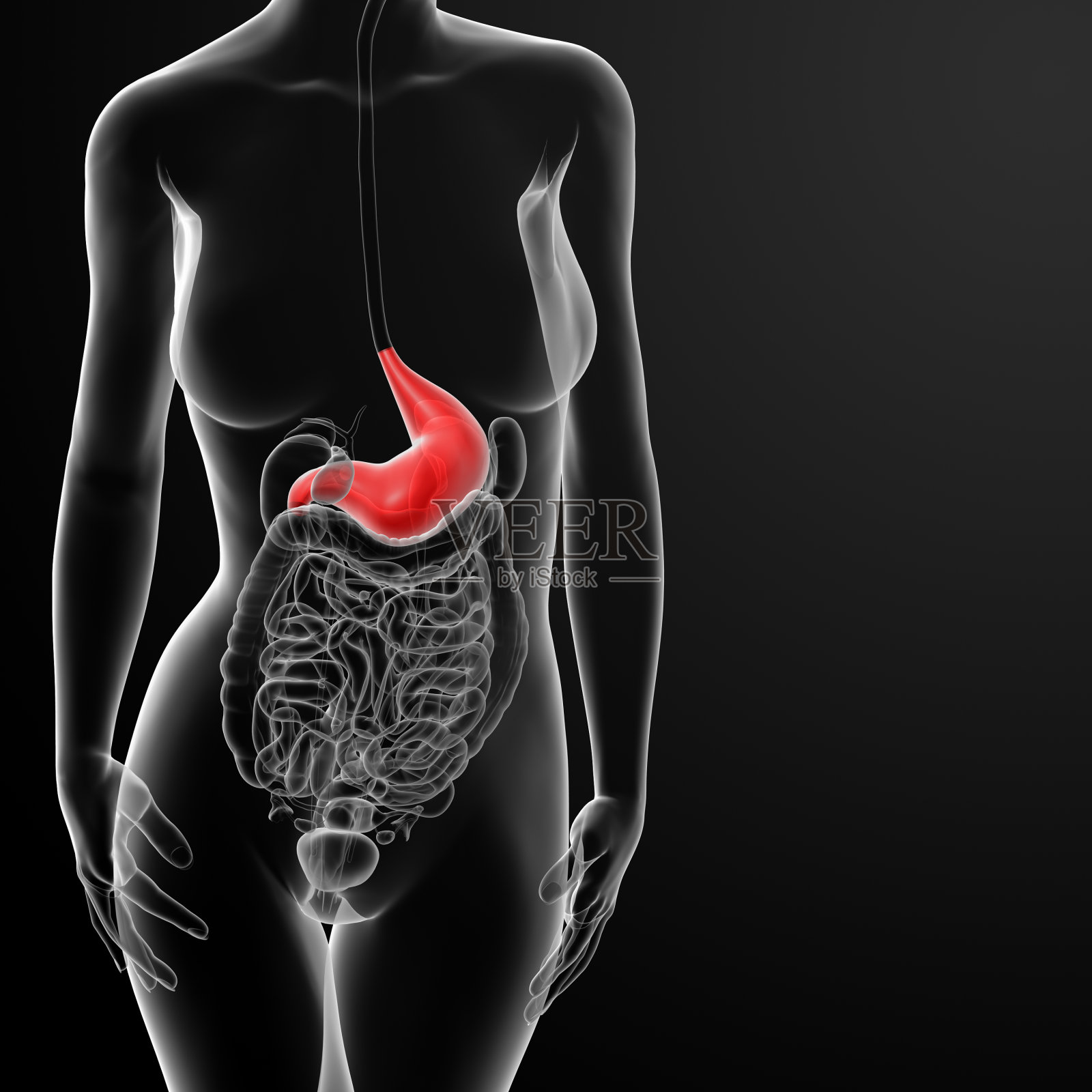 女性胃的3d渲染照片摄影图片