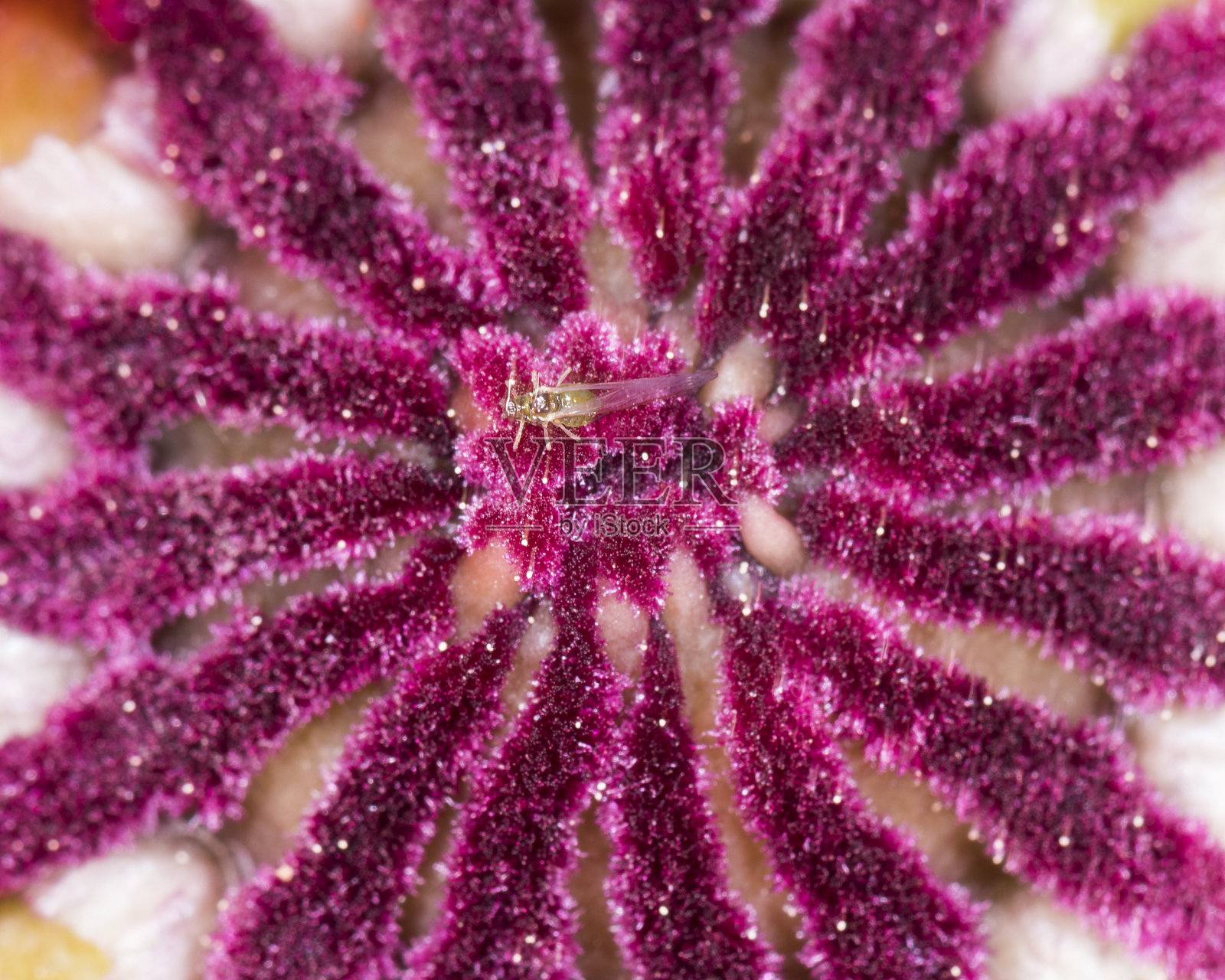 罂粟照片摄影图片