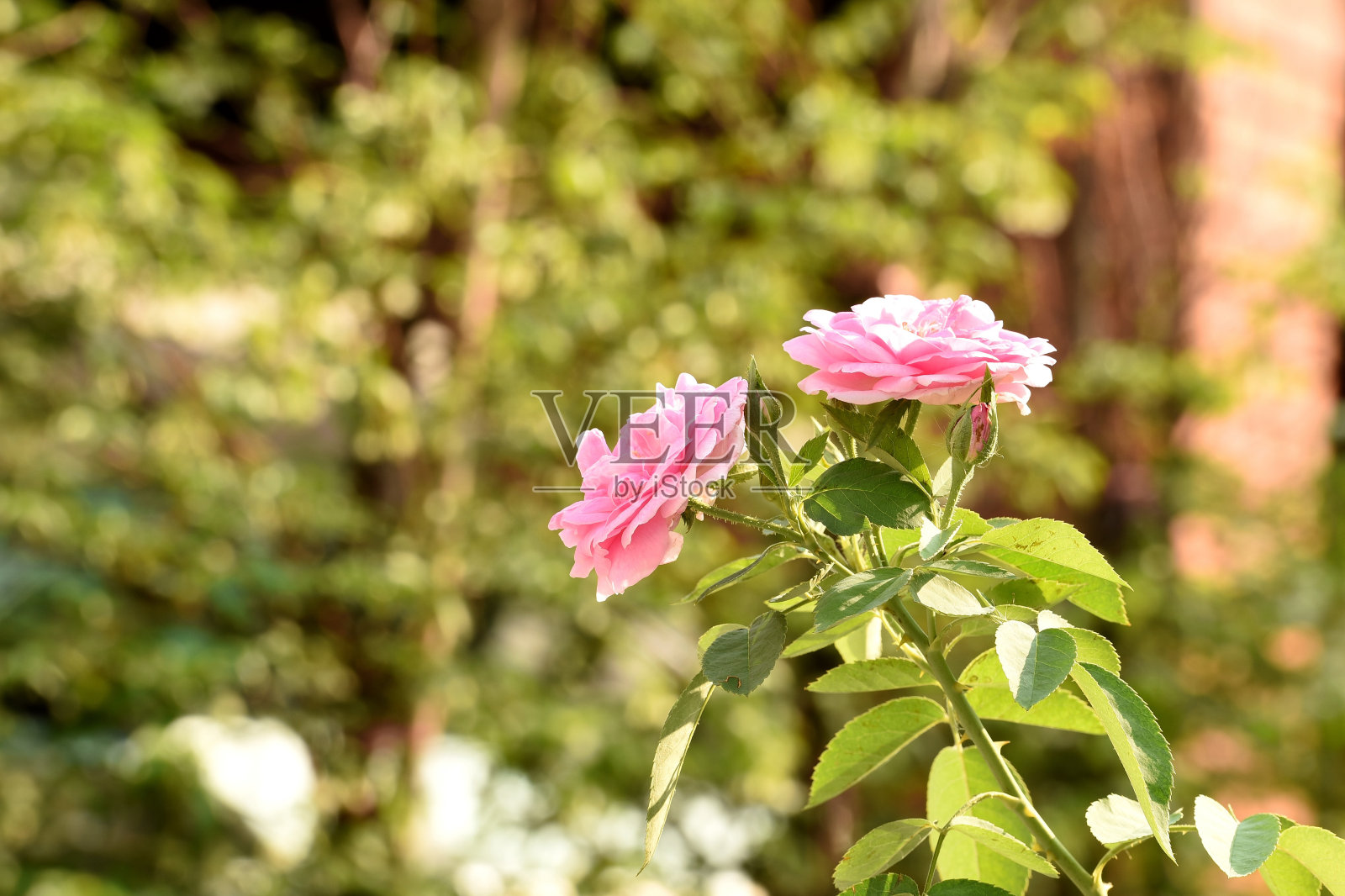 粉色的玫瑰照片摄影图片