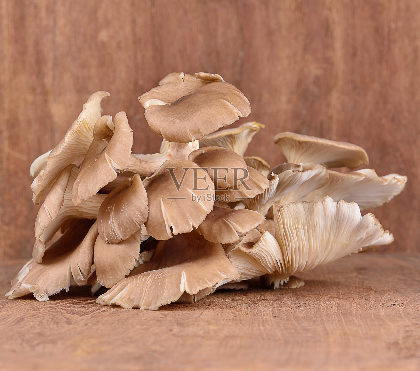木色背景上的蚝菇照片摄影图片