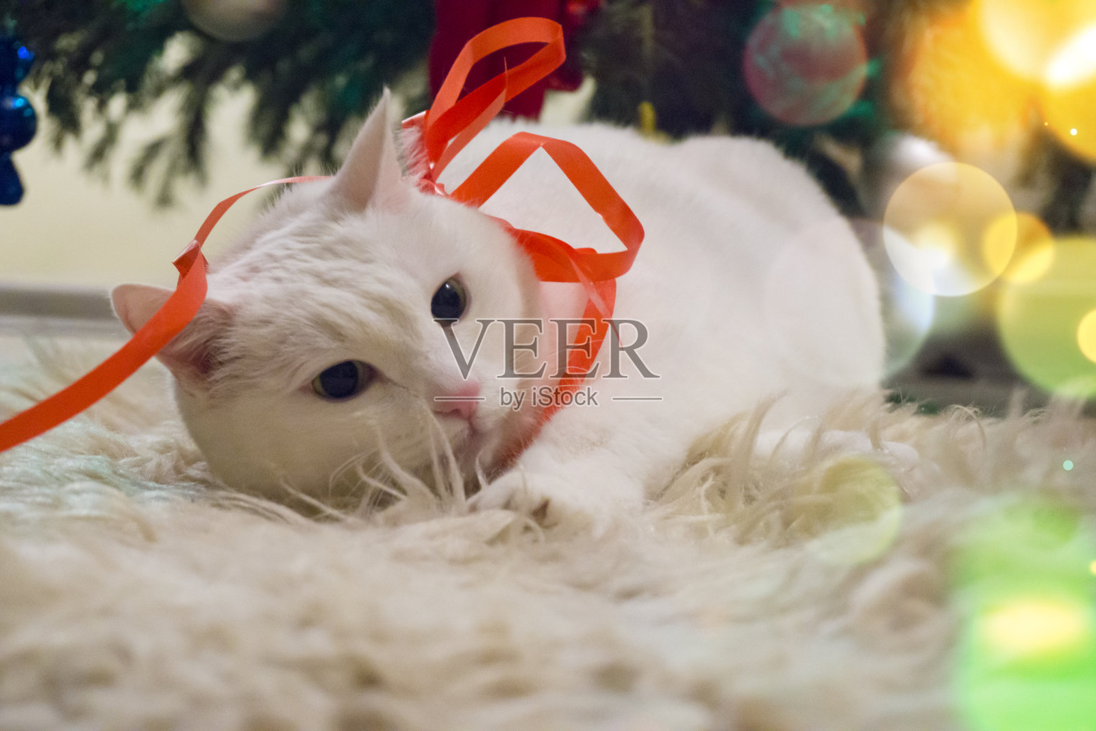 戴着红色细丝带的可爱白猫照片摄影图片