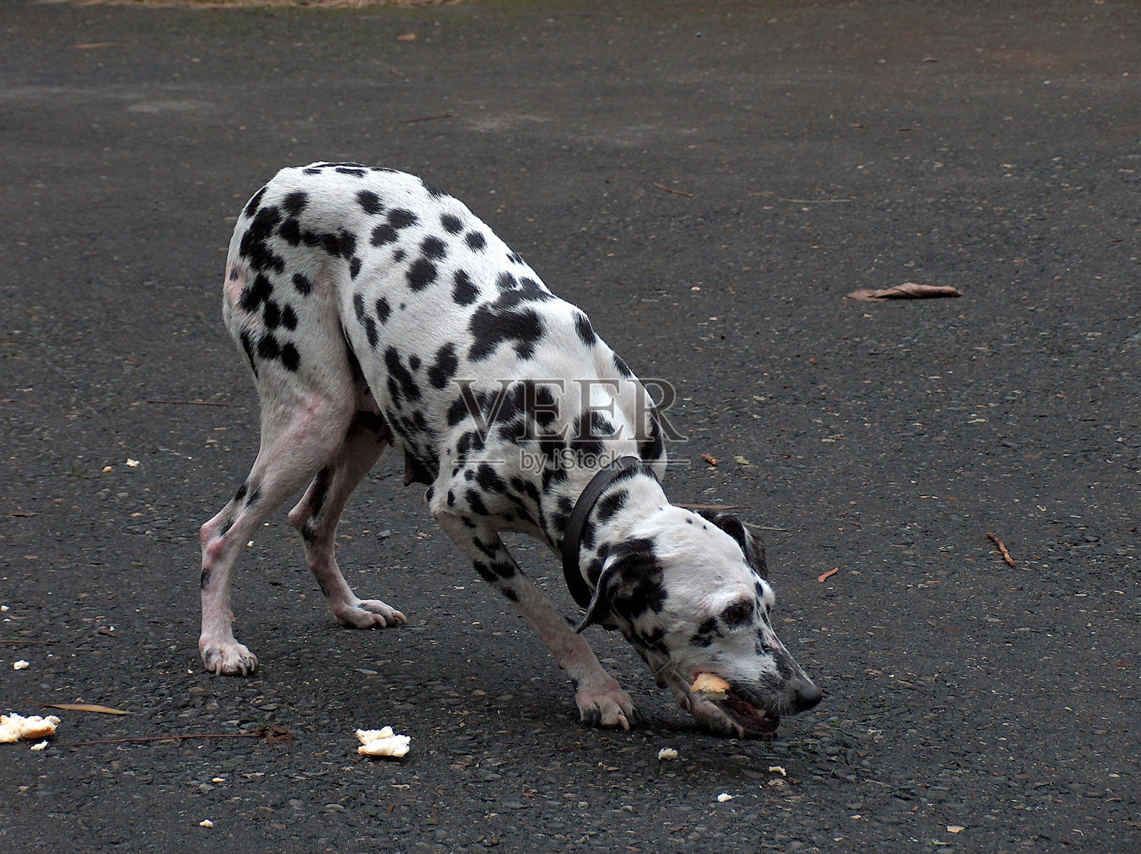 达尔马提亚照片摄影图片