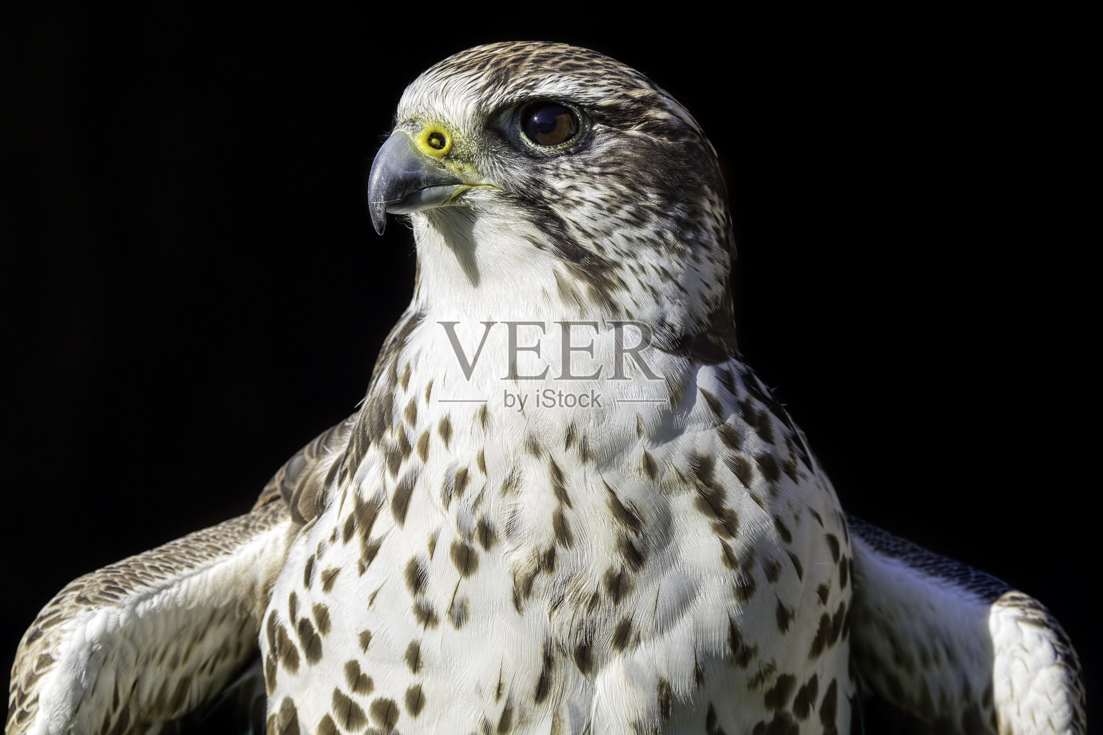 纹章上的图案是一只优雅的猛禽照片摄影图片